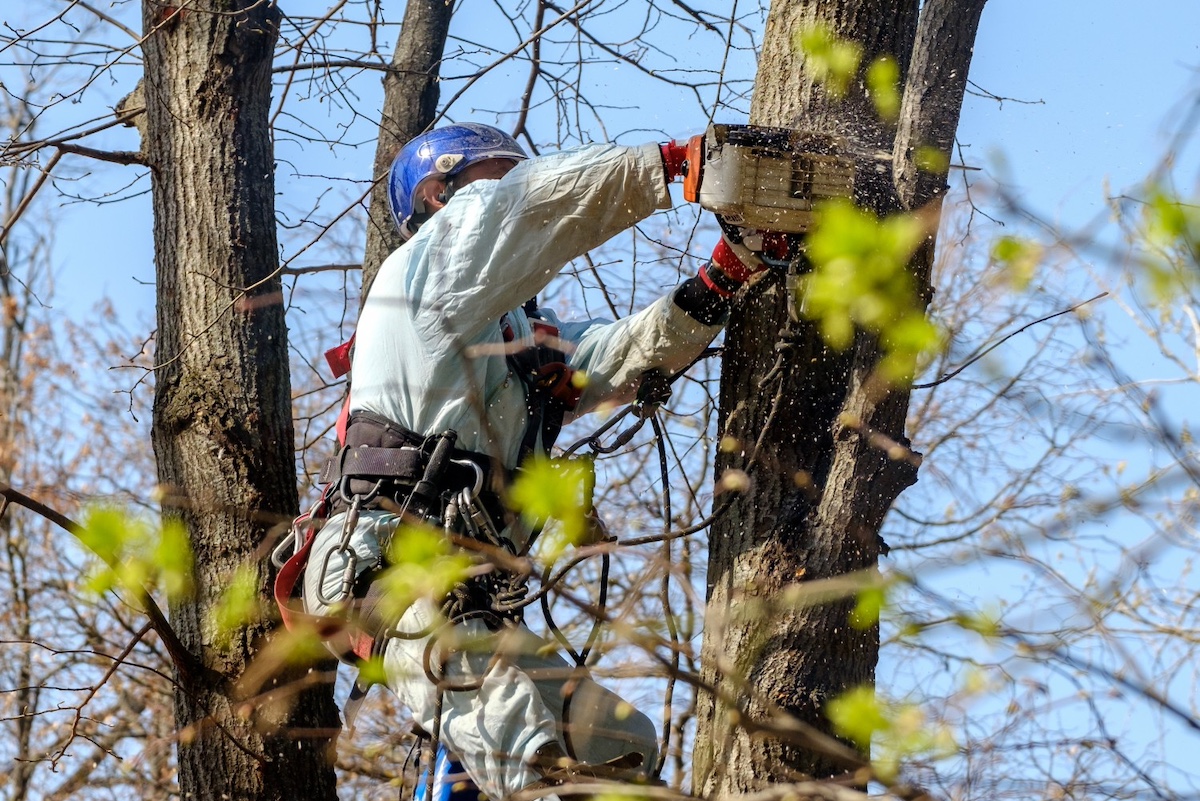 Gresham Tree Services: How to Keep Your Trees Healthy Year-Round Image