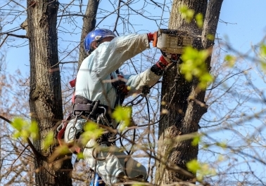 Gresham Tree Services: How to Keep Your Trees Healthy Year-Round sidebar image